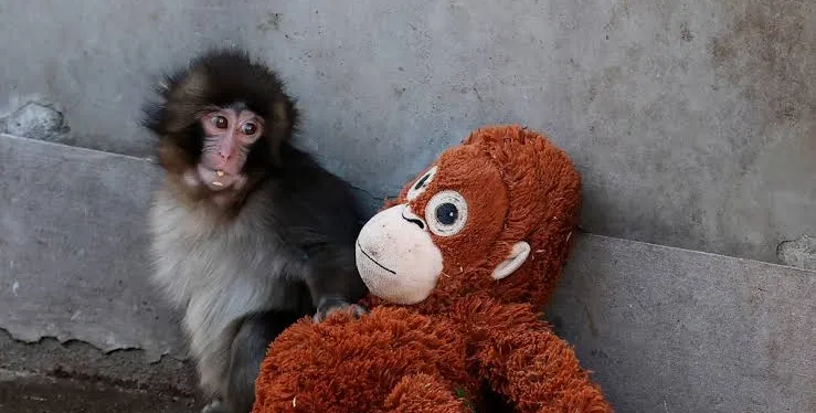 MasterChef explotó: robo fantasma y una torta que terminó en ruinas