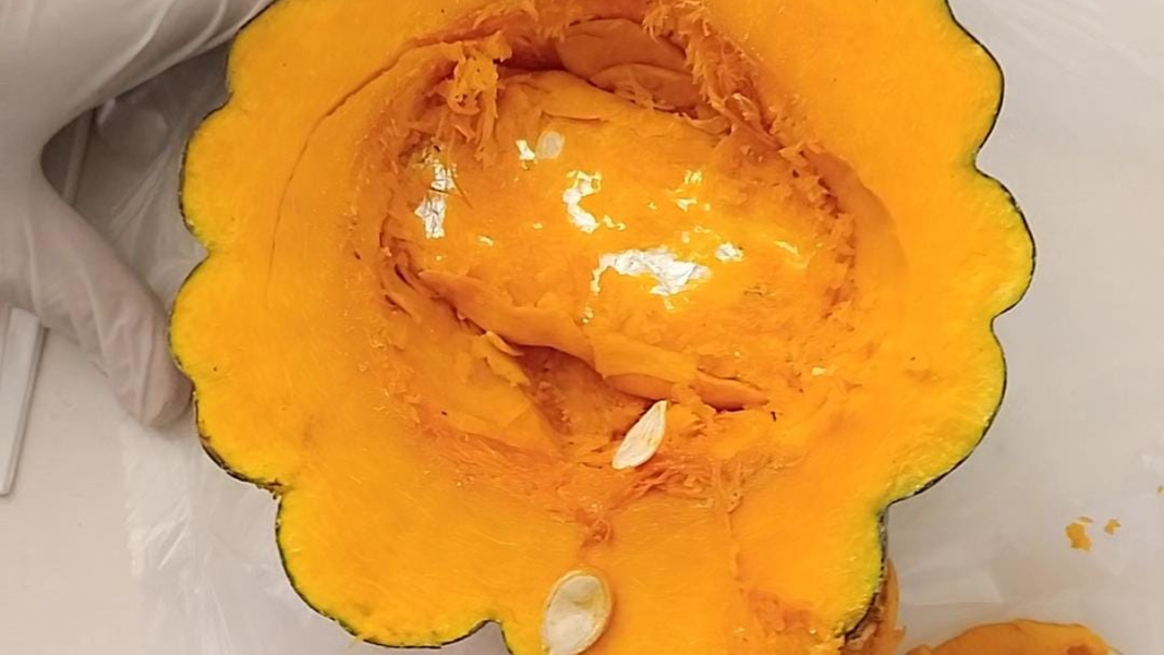 Creatividad al palo: intentó meter un celular dentro de un zapallo para pasarlo al Penal de Chimbas