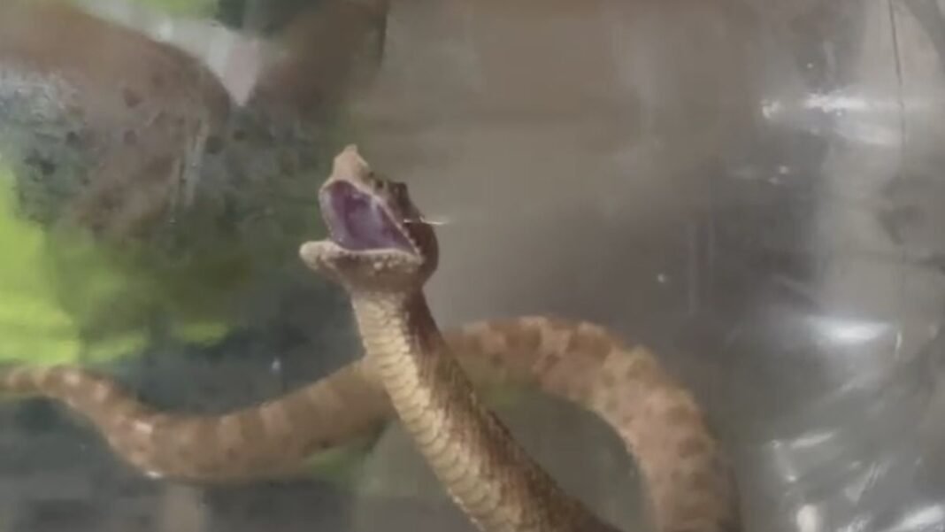 Mordido por una yarará en la montaña: el dramático rescate de un joven en la alta cordillera mendocina