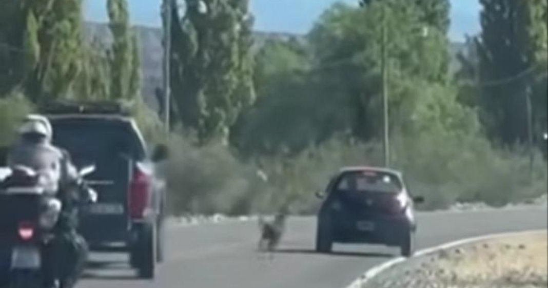 Lo filmaron y la indignación fue total: abandonó a su perro en una ruta sanjuanina y el animal estuvo a punto de morir atropellado