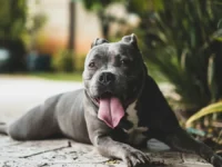 Dos pitbulls atacaron a una mujer y le causaron lesiones graves en Santa Fe
