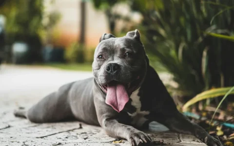 Dos pitbulls atacaron a una mujer y le causaron lesiones graves en Santa Fe