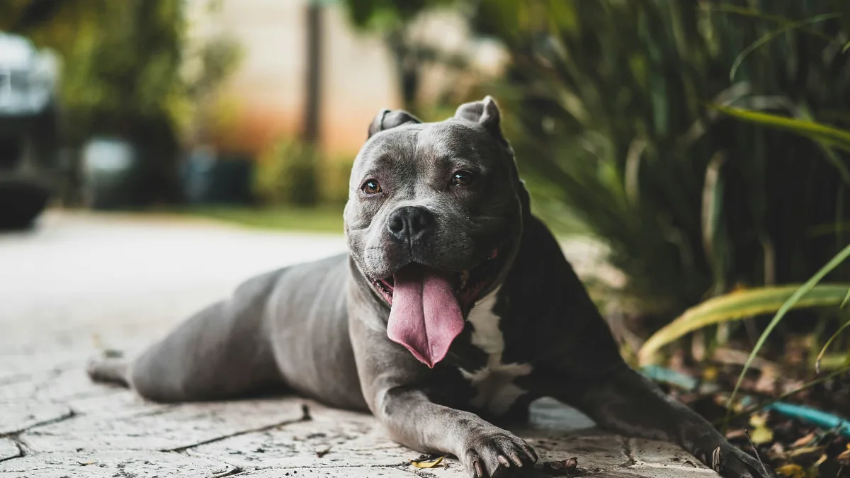 Dos pitbulls atacaron a una mujer y le causaron lesiones graves en Santa Fe