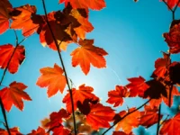 Sábado en San Juan: 19°C de máxima y frío fuerte al amanecer